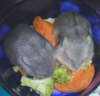 my baby hamsters