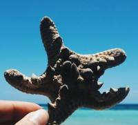 patrick