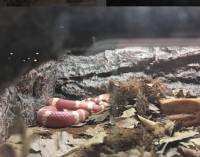 Pink snake