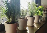The joy of having fresh herbs