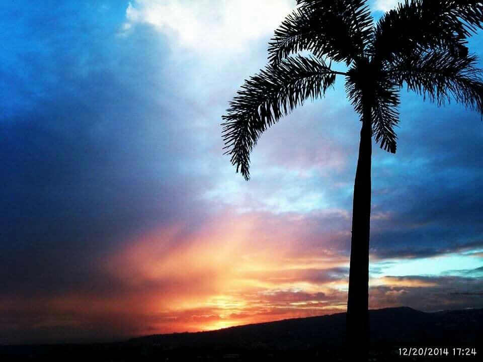 lonely coconut tree