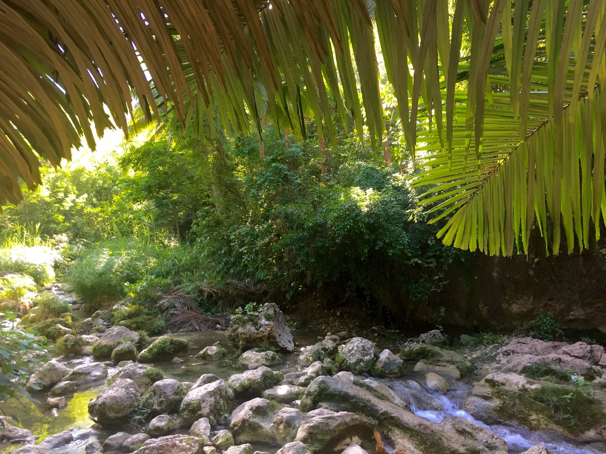 River, nature, ecology, forest, cebu city, phillipines