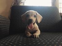 Puppy, daschund, mini pincher, cute, tounge out