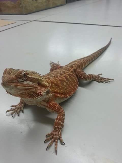 Bearded Dragon