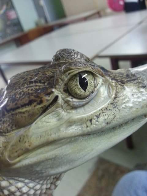 Cayman