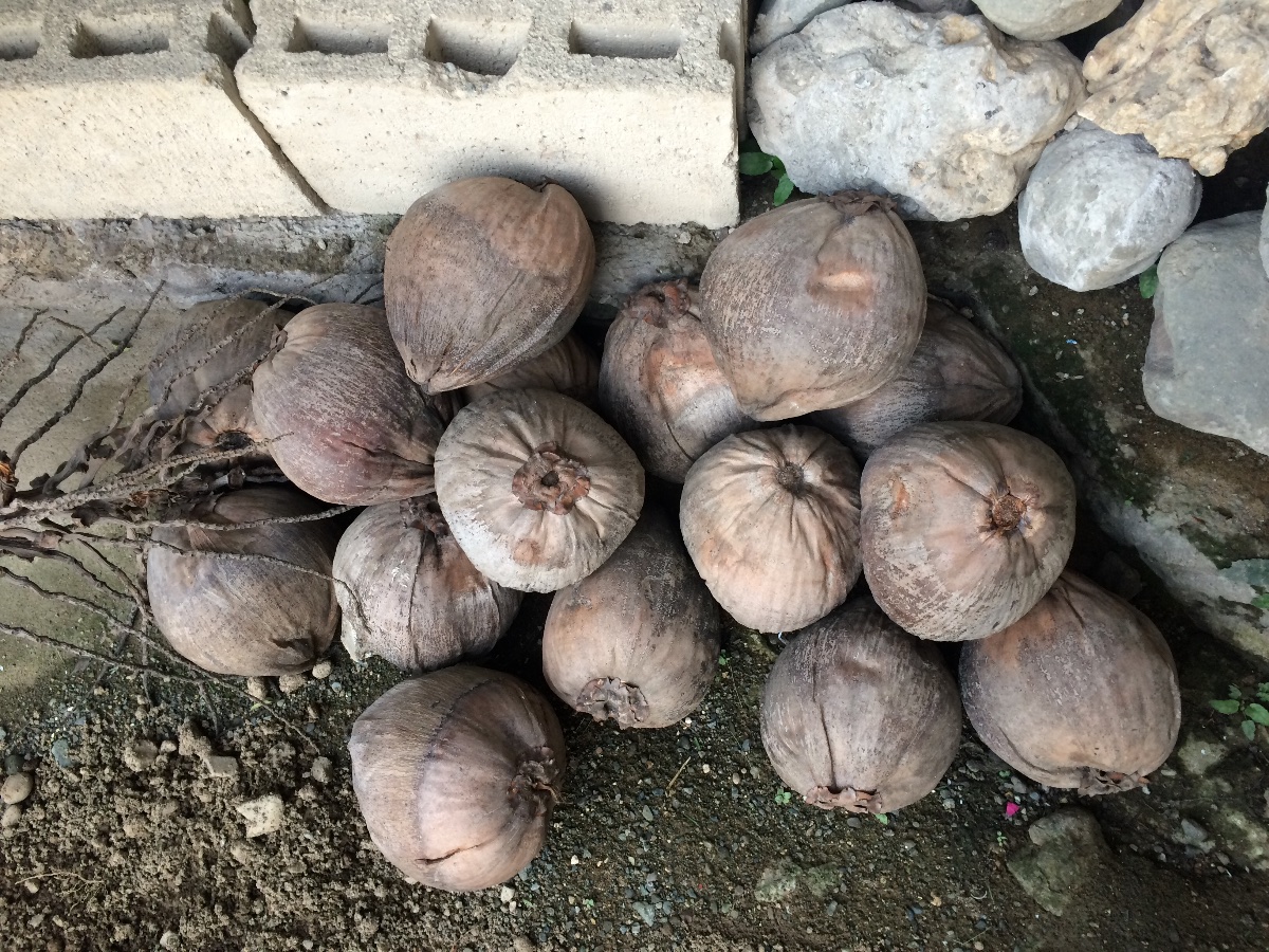 Coconut husks