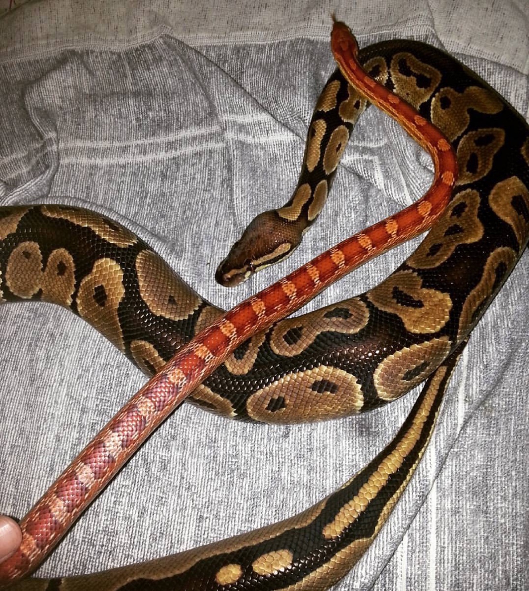 Exotic pet, snakes