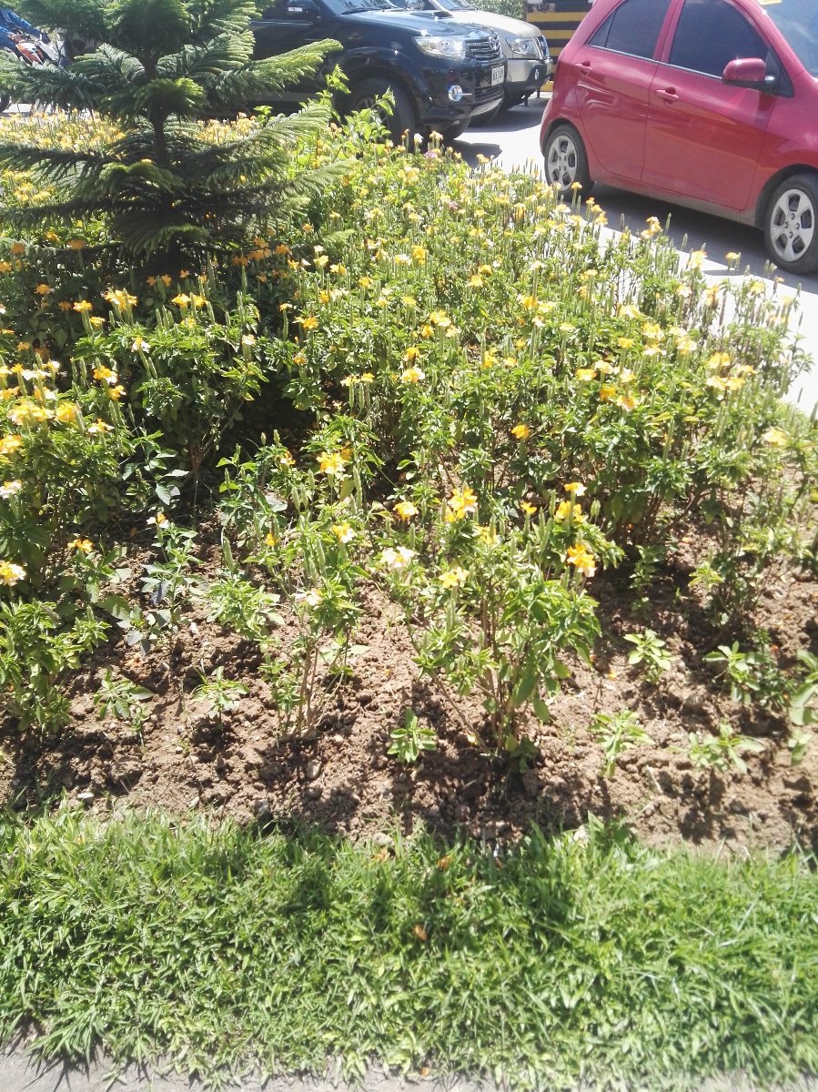 Flowers, cebu, garden