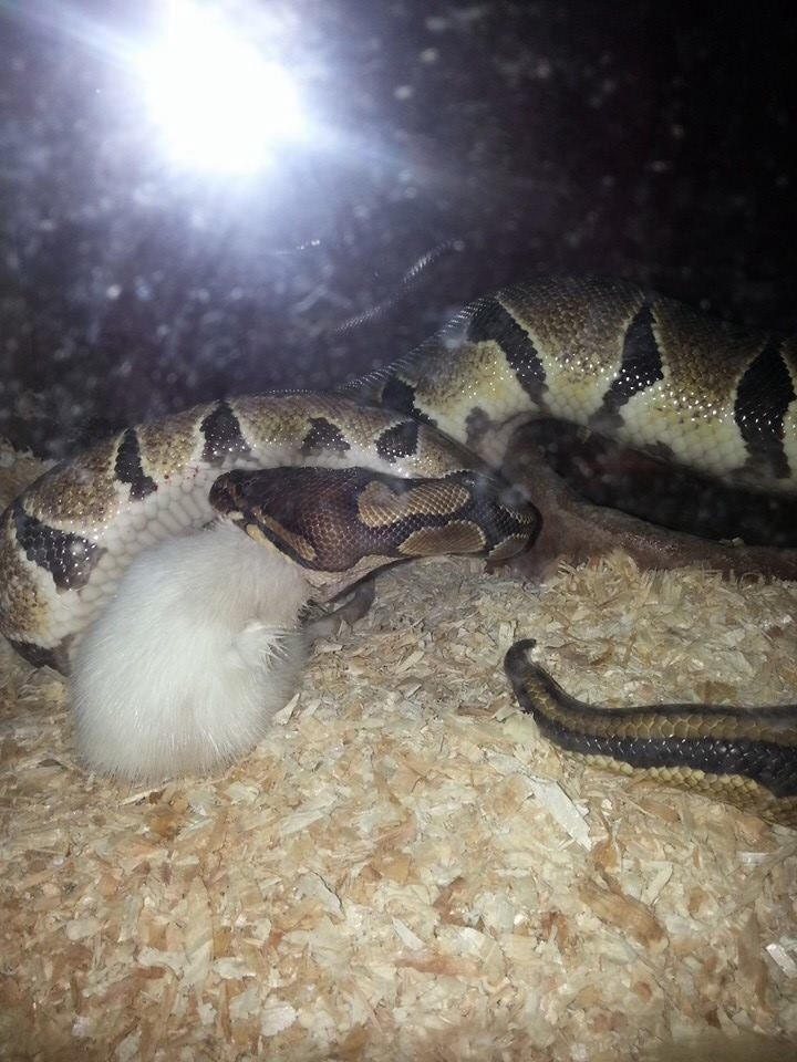 Food, prey, snake, mouse, foodchain