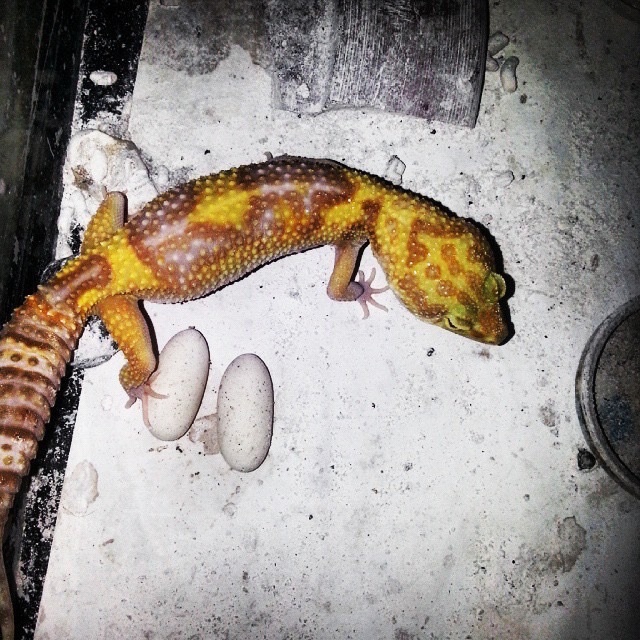 Gecko, animals
