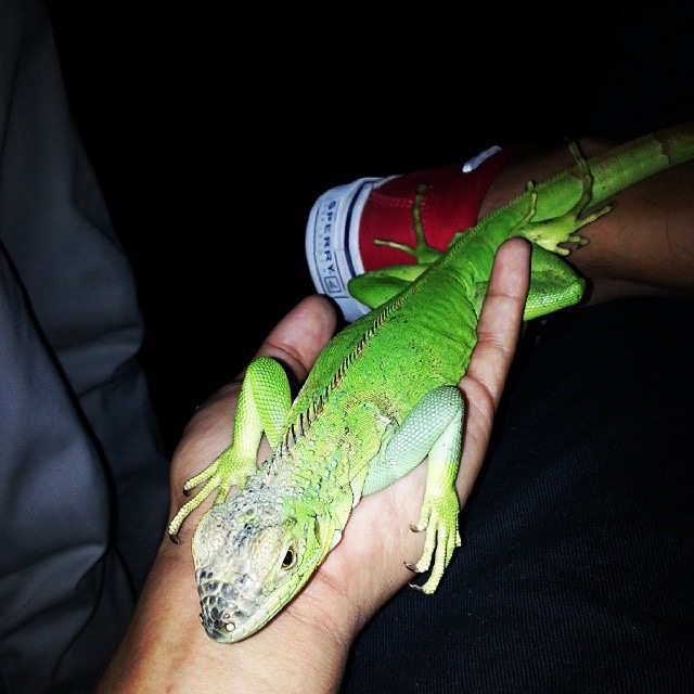 Iguana, pet, animal