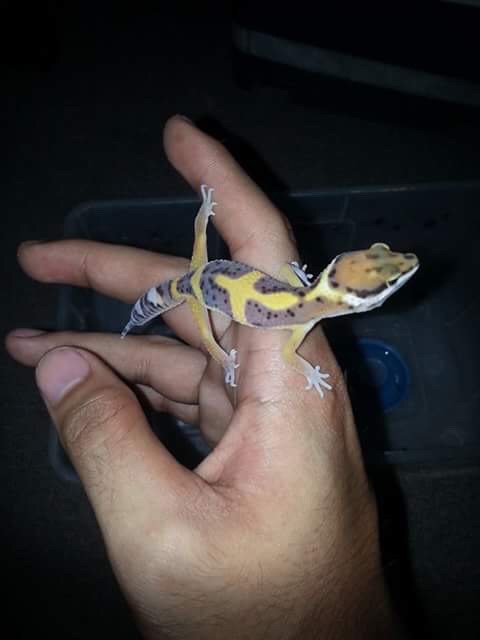 Leopard Gecko