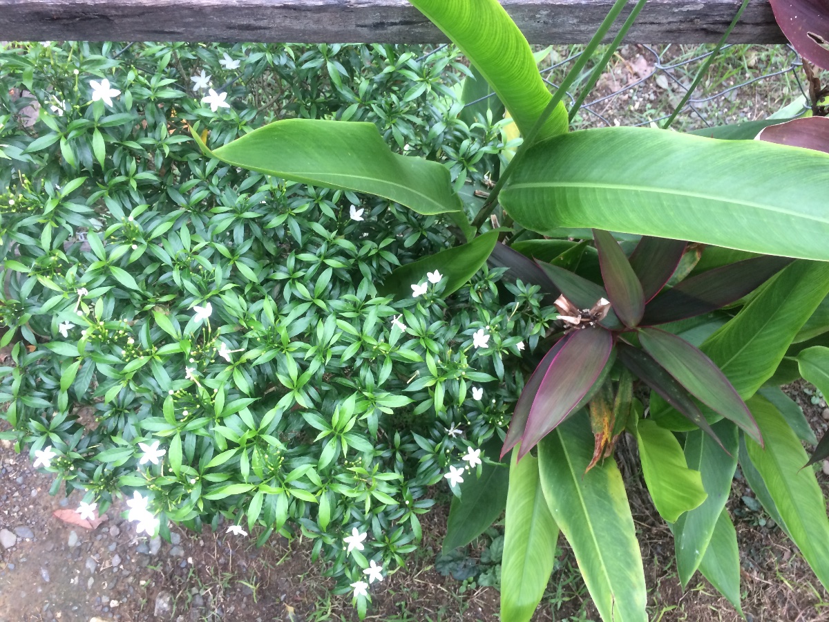 Plants