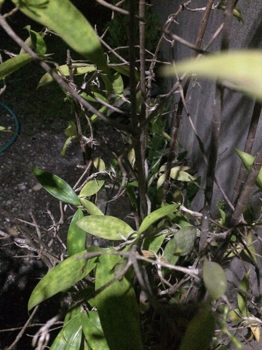 Plants