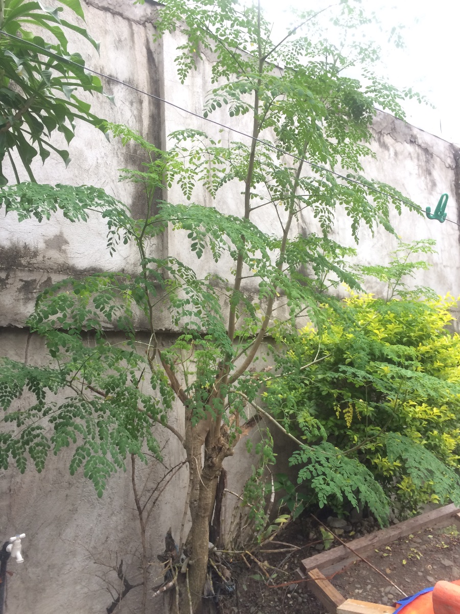 Plants