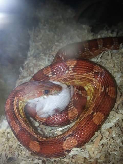 Snake, Mouse