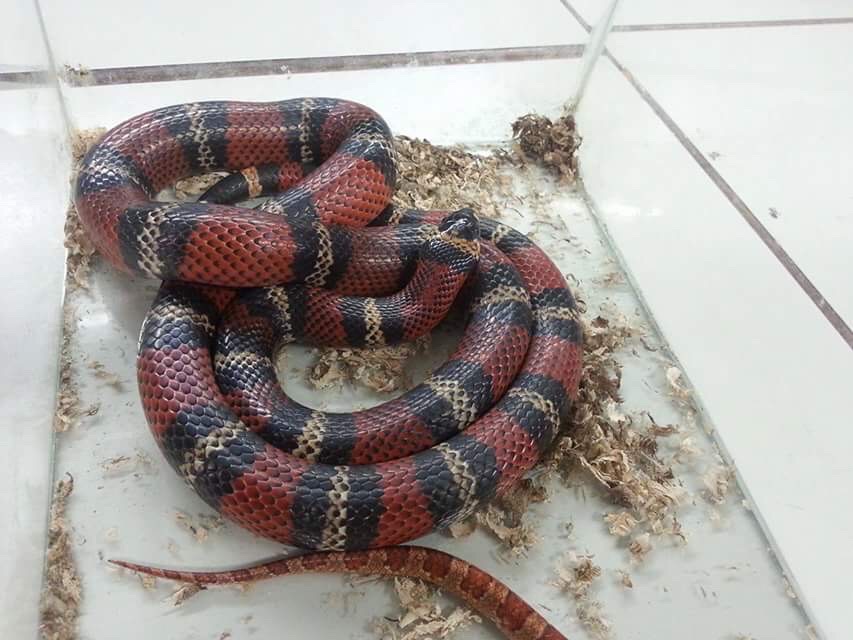 Snake