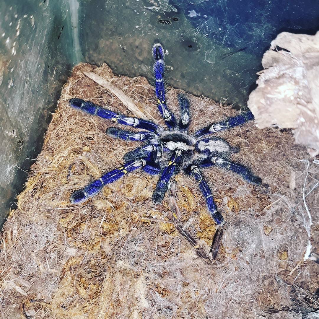 Tarantula, blue, metallica, pet, love