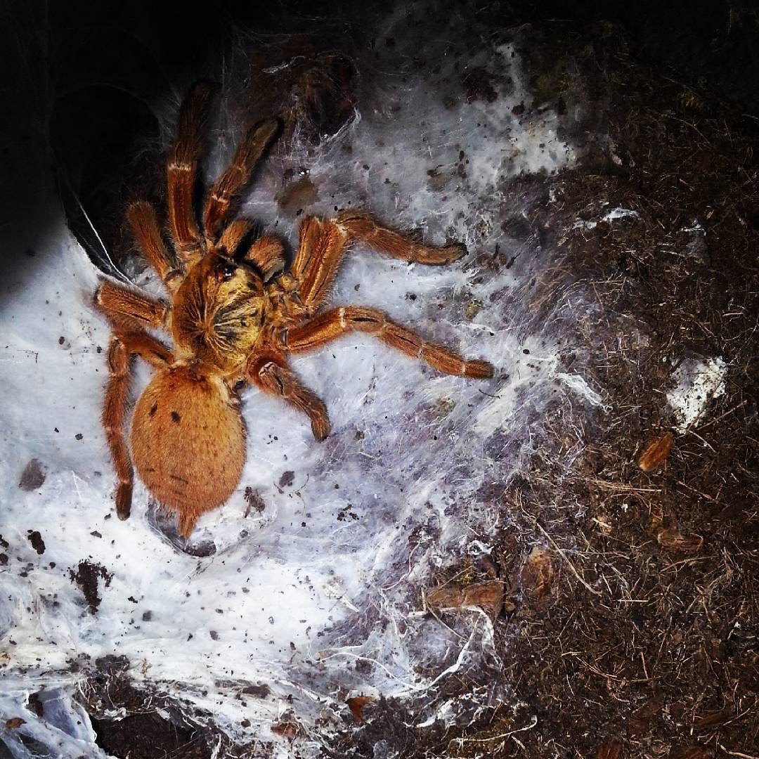 Tarantula, golden, pet, animal