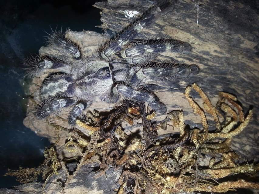 Tarantula