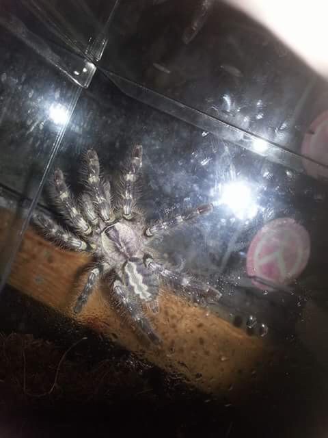 Tarantula