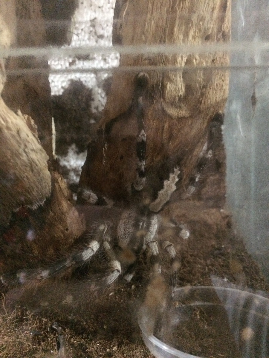 Tarantula