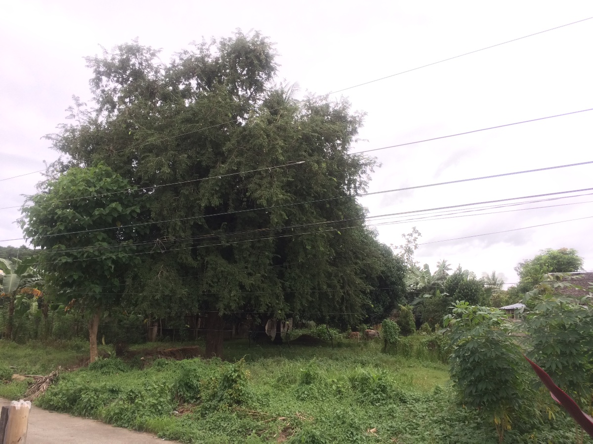 Trees, Nature