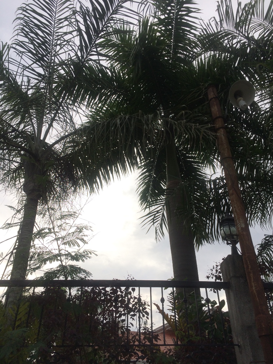 Trees, Plants