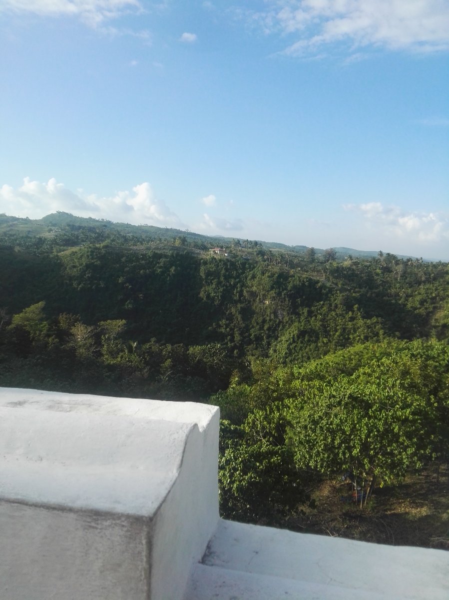 View, plants