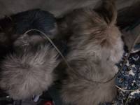 Stuff toys
