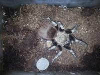 Tarantula