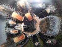 Tarantula
