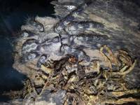 Tarantula