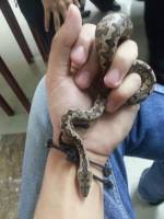 Snake