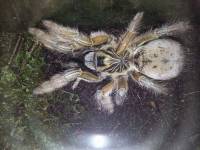 Tarantula
