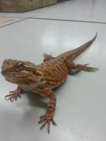 Bearded Dragon