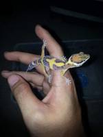 Gecko, animals