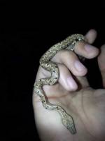 Snake