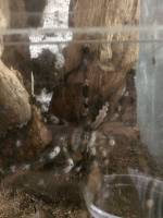 Tarantula