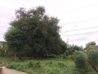 Trees, Plants