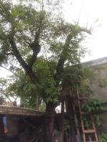 Coconut Tree