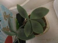 Plants