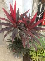 View, plants