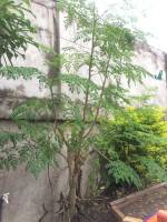View, plants