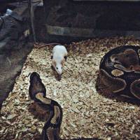 Exotic pet, snakes