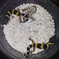 Leopard Gecko