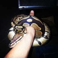 Exotic pet, snakes