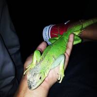 Iguana, pet, animal