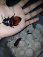 Exotic food, can be eaten alive, madascar hissing cockroach