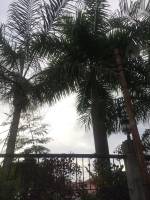 View, plants